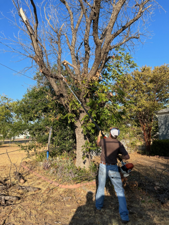 tree-trimming-san-angelo