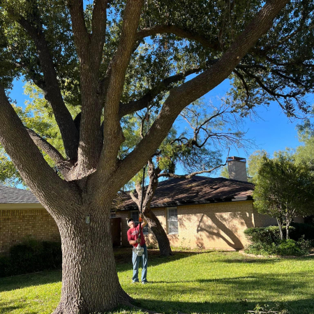 tree-trimming-san-angelo-texas