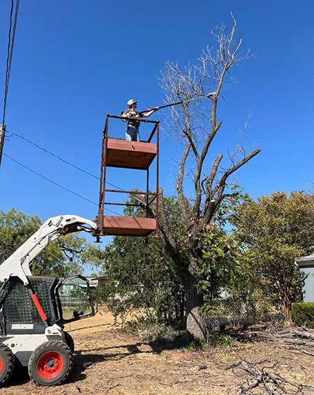 trimming-ash-trees-in-san-angelo